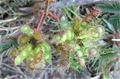 shameplant